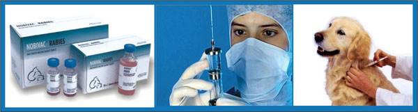 Вакцины от бешенства для собак хранение thumbnail