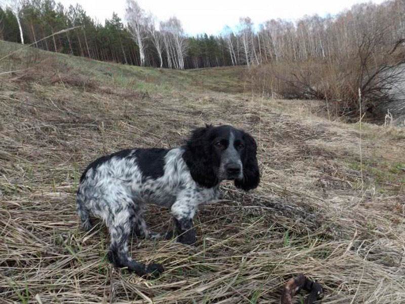 Русский охотничий спаниель: знакомство с породой