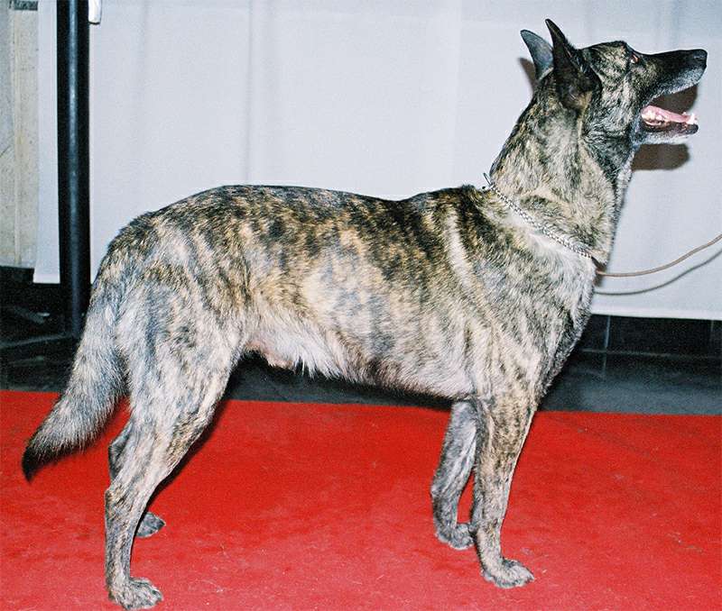 Голландская овчарка - хердер: стандарт породы и описание собаки