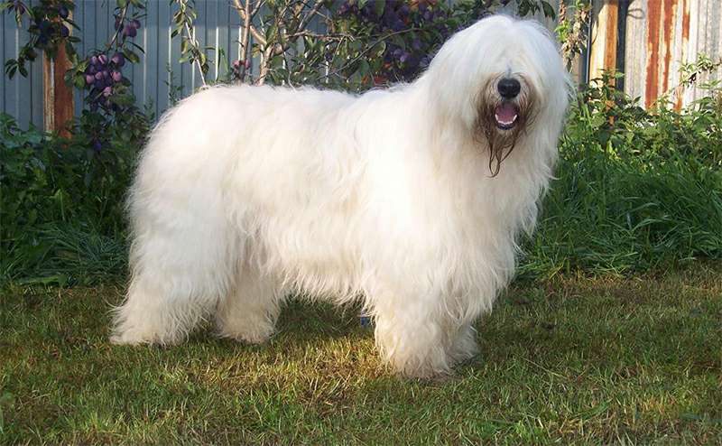 Выразительные черты морды