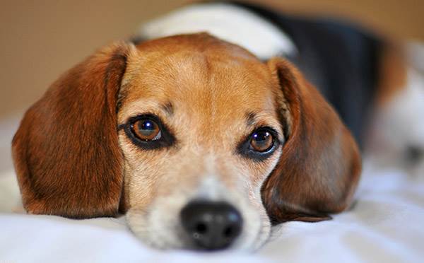 Болезни собак - симптомы и лечение