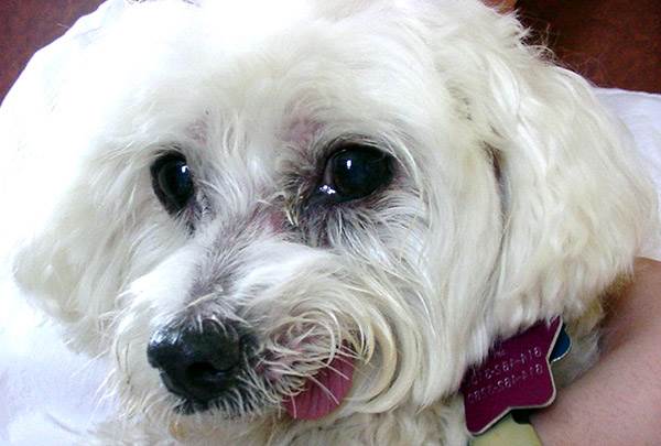 Когда режутся зубы у мальтезе