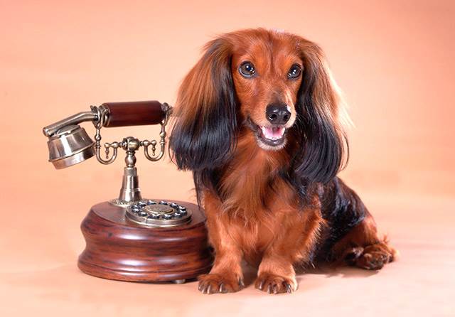 Как научить собаку снять трубку телефона