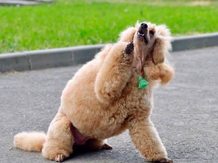 Как научить собаку кордебалету