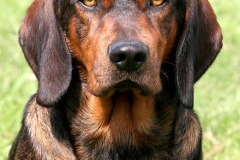 alpijskaya-taksoobraznaya-gonchaya_008 alpijskaya-taksoobraznaya-gonchaya_008