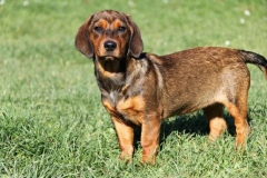 alpijskaya-taksoobraznaya-gonchaya_011 alpijskaya-taksoobraznaya-gonchaya_011