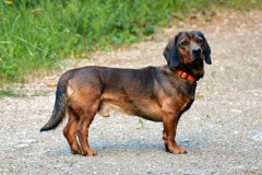 alpijskaya-taksoobraznaya-gonchaya_012 alpijskaya-taksoobraznaya-gonchaya_012