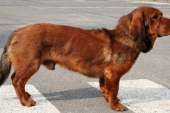 alpijskaya-taksoobraznaya-gonchaya_013 alpijskaya-taksoobraznaya-gonchaya_013