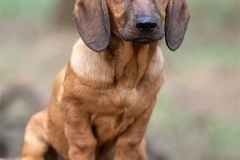 alpijskaya-taksoobraznaya-gonchaya_014 alpijskaya-taksoobraznaya-gonchaya_014