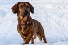 alpijskaya-taksoobraznaya-gonchaya_016 alpijskaya-taksoobraznaya-gonchaya_016