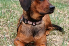 alpijskaya-taksoobraznaya-gonchaya_017 alpijskaya-taksoobraznaya-gonchaya_017