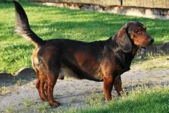 alpijskaya-taksoobraznaya-gonchaya_018 alpijskaya-taksoobraznaya-gonchaya_018