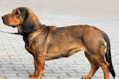 alpijskaya-taksoobraznaya-gonchaya_019 alpijskaya-taksoobraznaya-gonchaya_019