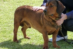 alpijskaya-taksoobraznaya-gonchaya_020 alpijskaya-taksoobraznaya-gonchaya_020