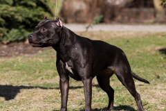 amerpitbul_10