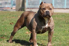 amerpitbul_11