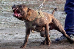 amerpitbul_12