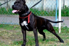 amerpitbul_13