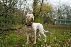 amerpitbul_14