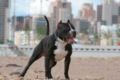 amerpitbul_15