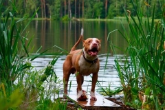 amerpitbul_16