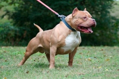 amerpitbul_17
