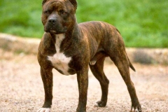 amerpitbul_18