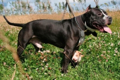 amerpitbul_19