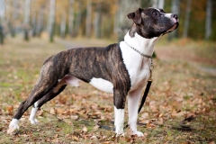 amerpitbul_5
