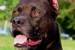 amerpitbul_6