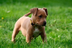 amerpitbul_7