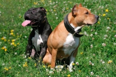 amerpitbul_8