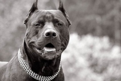 amerpitbul_9