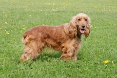 angliyskiy_koker_spaniel_005