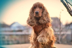angliyskiy_koker_spaniel_006