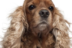 angliyskiy_koker_spaniel_007