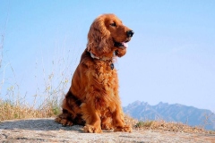 angliyskiy_koker_spaniel_008