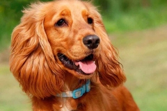 angliyskiy_koker_spaniel_009