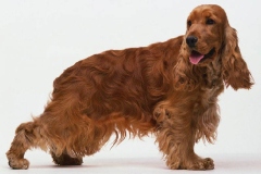 angliyskiy_koker_spaniel_010