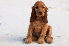 angliyskiy_koker_spaniel_011
