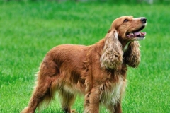 angliyskiy_koker_spaniel_012
