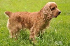 angliyskiy_koker_spaniel_013