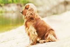 angliyskiy_koker_spaniel_014