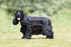 angliyskiy_koker_spaniel_015