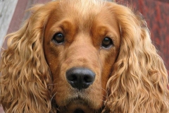 angliyskiy_koker_spaniel_016
