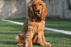 angliyskiy_koker_spaniel_017