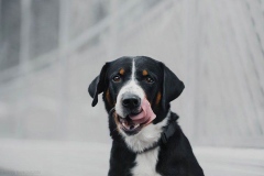 appenzeler_zennenhund_10_62546474656-compressor