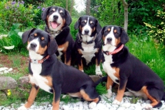 appenzeler_zennenhund_16_62546474656-compressor