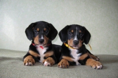 appenzeler_zennenhund_17_62546474656-compressor
