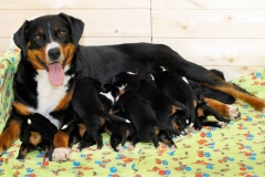 appenzeler_zennenhund_18_62546474656-compressor